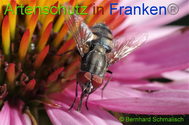 © Artenschutz in Franken® / Bernhard Schmalisch Bild zum Eintrag (1031071-160)