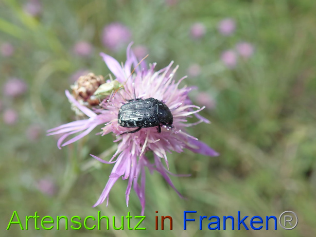 © Artenschutz in Franken® Bild zum Eintrag (1031123-160)