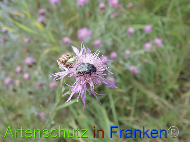 © Artenschutz in Franken® Bild zum Eintrag (1031124-160)