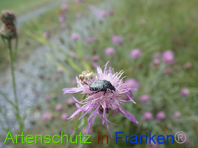 © Artenschutz in Franken® Bild zum Eintrag (1031125-160)