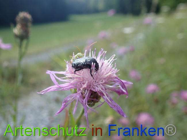 © Artenschutz in Franken® Bild zum Eintrag (1031127-160)
