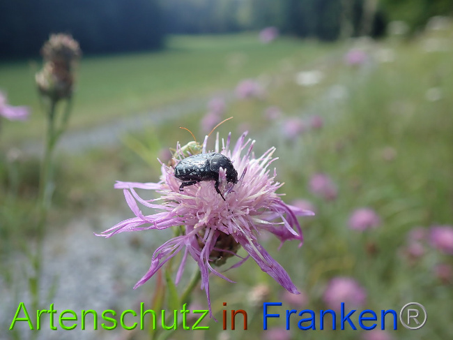 © Artenschutz in Franken® Bild zum Eintrag (1031128-160)