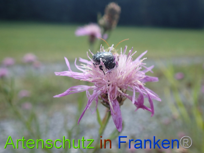 © Artenschutz in Franken® Bild zum Eintrag (1031129-160)