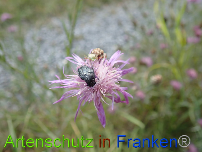 © Artenschutz in Franken® Bild zum Eintrag (1031131-160)