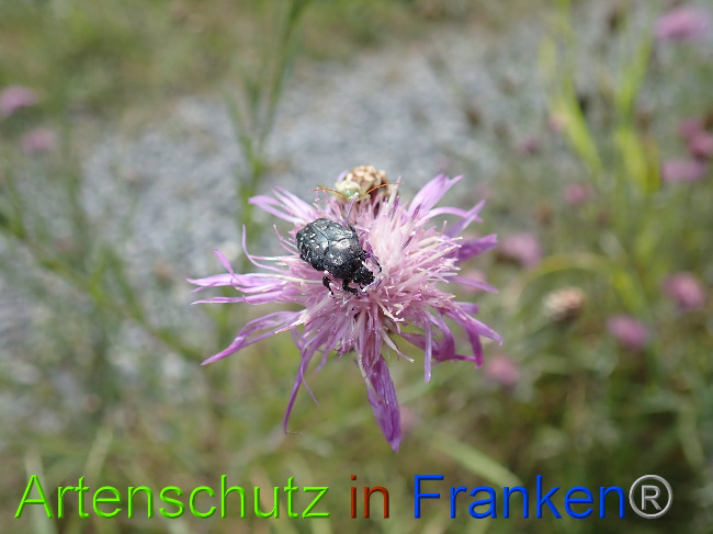 © Artenschutz in Franken® Bild zum Eintrag (1031132-160)