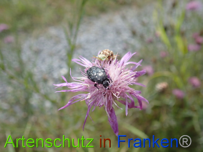 © Artenschutz in Franken® Bild zum Eintrag (1031133-160)