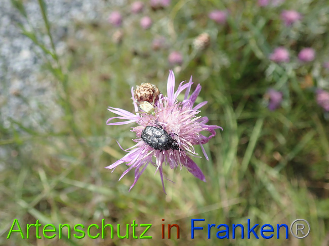 Bild zum Eintrag (1031135-160)