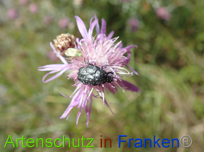 Bild zum Eintrag (1031136-160)