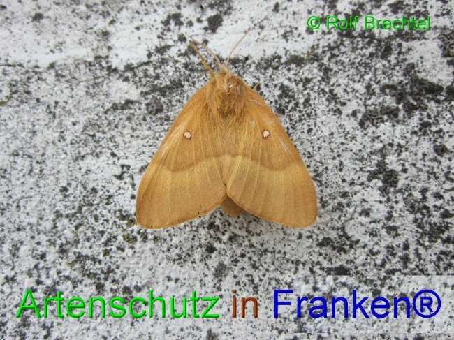 © Artenschutz in Franken® / Rolf Brechtel Bild zum Eintrag (1031963-160)