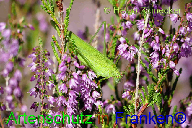 © Artenschutz in Franken® / Helga Zinnecker Bild zum Eintrag (1031980-160)