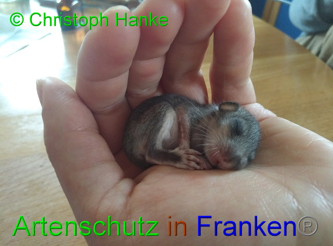 © Artenschutz in Franken® / Christoph Hanke Bild zum Eintrag (1031985-160)