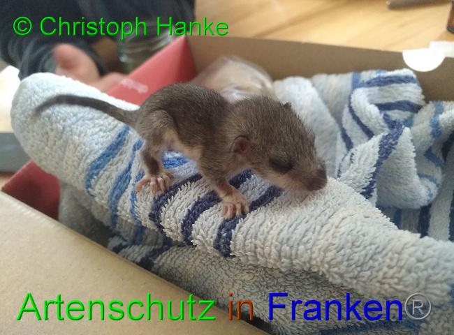 © Artenschutz in Franken® © Christoph Hanke Bild zum Eintrag (1031987-160)