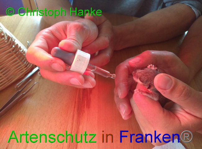 © Artenschutz in Franken® © Christoph Hanke Bild zum Eintrag (1031990-160)