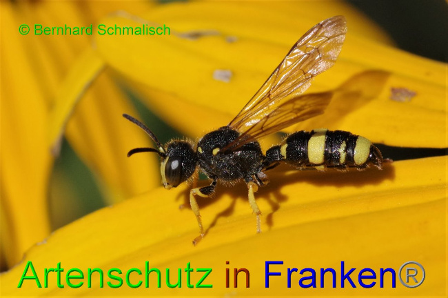 © Artenschutz in Franken® / Bernhard Schmalisch Bild zum Eintrag (1033033-160)