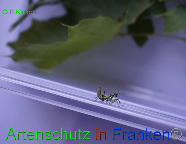 © Artenschutz in Franken® Klinger Bild zum Eintrag (1033062-160)