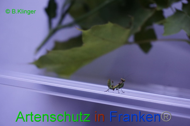 © Artenschutz in Franken® Klinger Bild zum Eintrag (1033063-160)