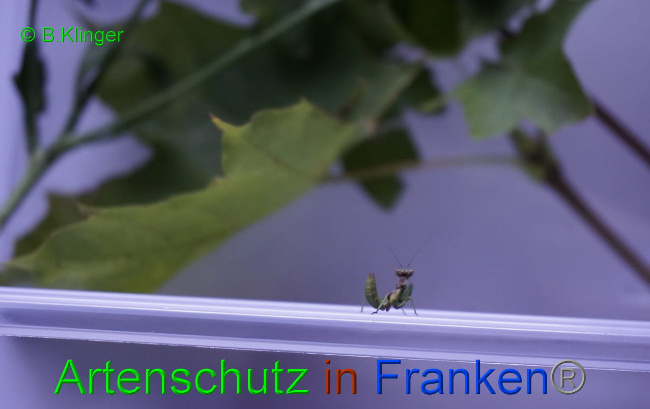 © Artenschutz in Franken® / Klinger Bild zum Eintrag (1033069-160)