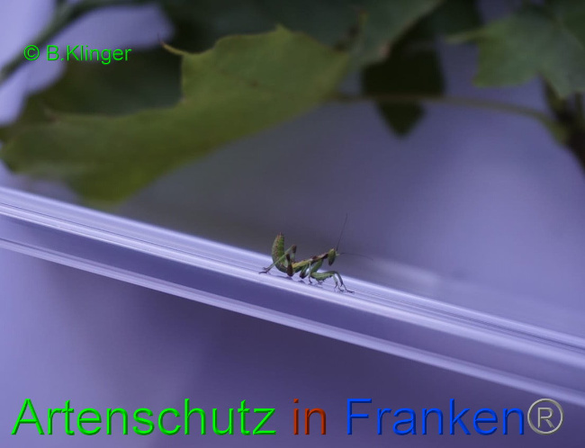 © Artenschutz in Franken® / Klinger Bild zum Eintrag (1033071-160)