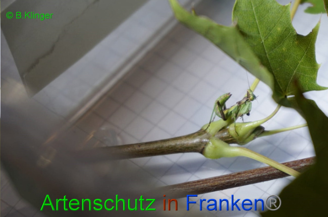 © Artenschutz in Franken® / Klinger Bild zum Eintrag (1033083-160)