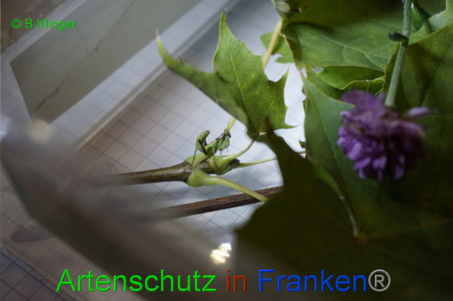 © Artenschutz in Franken® / Klinger Bild zum Eintrag (1033084-160)