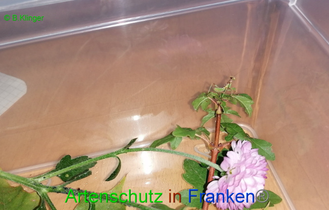 © Artenschutz in Franken® / Klinger Bild zum Eintrag (1033085-160)