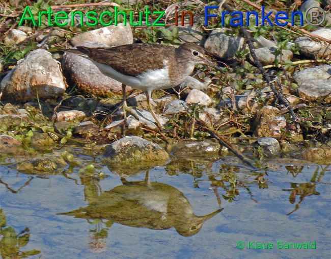 © Artenschutz in Franken® / Klaus Sanwald Bild zum Eintrag (1033191-160)