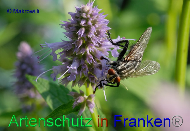 © Artenschutz in Franken® / Makrowilli Bild zum Eintrag (1033243-160)