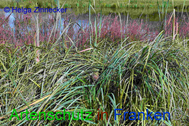 © Artenschutz in Franken® / Helga Zinnecker Bild zum Eintrag (1033430-160)