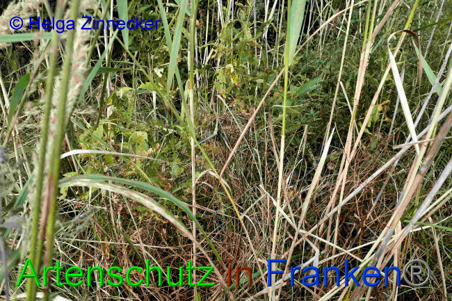 © Artenschutz in Franken® / Helga Zinnecker Bild zum Eintrag (1033432-160)