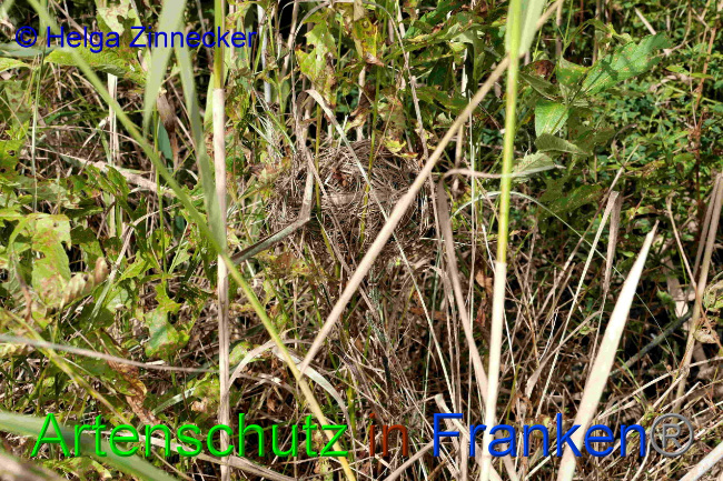 © Artenschutz in Franken® / Helga Zinnecker Bild zum Eintrag (1033433-160)