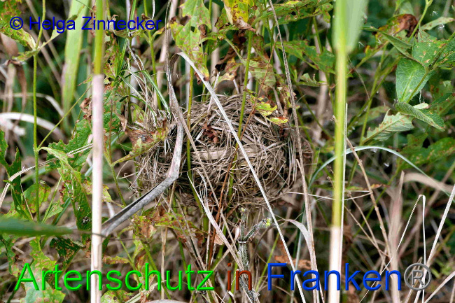 © Artenschutz in Franken® / Helga Zinnecker Bild zum Eintrag (1033434-160)