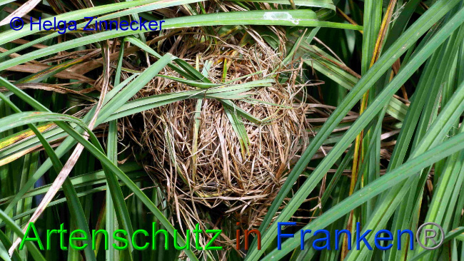 © Artenschutz in Franken® / Helga Zinnecker Bild zum Eintrag (1033437-160)