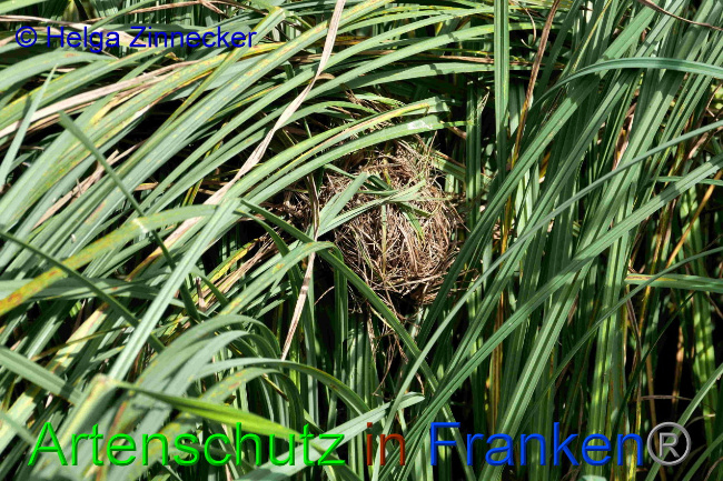 © Artenschutz in Franken® / Helga Zinnecker Bild zum Eintrag (1033438-160)