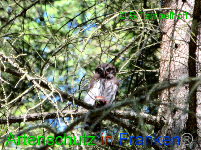 © Artenschutz in Franken® / S. Tempelhoff Bild zum Eintrag (1033779-160)