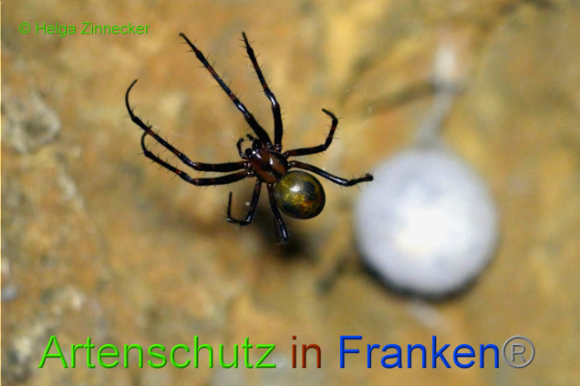 © Artenschutz in Franken® / Helga Zinnecker Bild zum Eintrag (1033904-160)