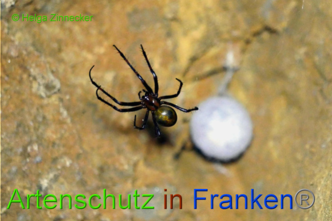 © Artenschutz in Franken® / Helga Zinnecker Bild zum Eintrag (1033905-160)