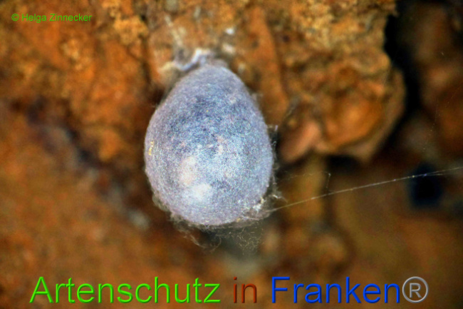 © Artenschutz in Franken® / Helga Zinnecker Bild zum Eintrag (1033906-160)