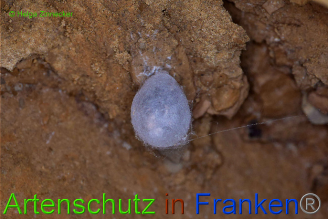 © Artenschutz in Franken® / Helga Zinnecker Bild zum Eintrag (1033907-160)