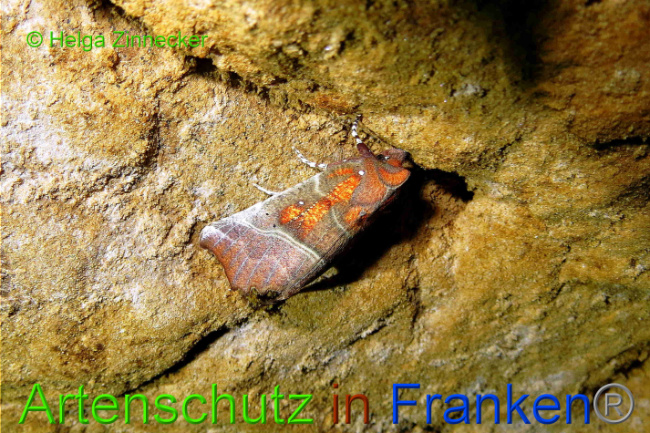 © Artenschutz in Franken® / Helga Zinnecker Bild zum Eintrag (1033916-160)