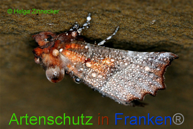 © Artenschutz in Franken® / Helga Zinnecker Bild zum Eintrag (1033917-160)