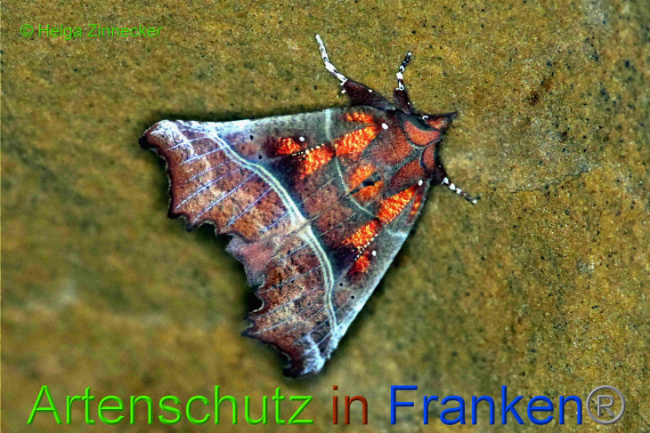 © Artenschutz in Franken® / Helga Zinnecker Bild zum Eintrag (1033918-160)