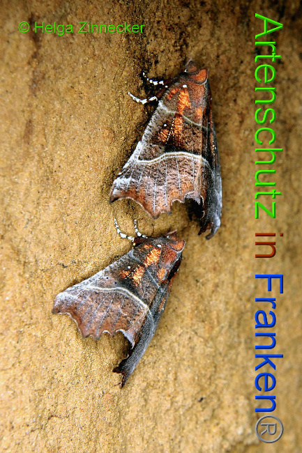 © Artenschutz in Franken® / Helga Zinnecker Bild zum Eintrag (1033919-160)