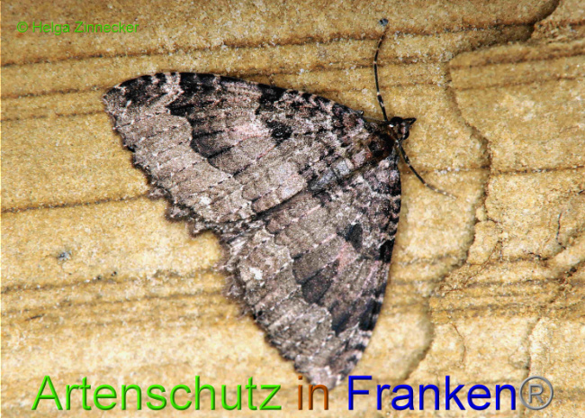 © Artenschutz in Franken® / Helga Zinnecker Bild zum Eintrag (1033942-160)