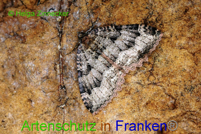 © Artenschutz in Franken® / Helga Zinnecker Bild zum Eintrag (1033943-160)