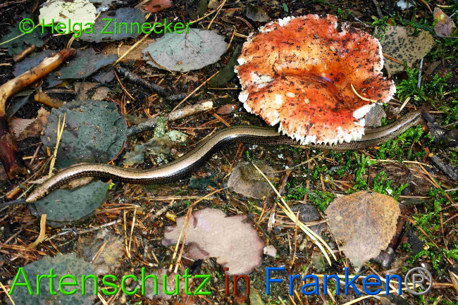 © Artenschutz in Franken® / Helga Zinnecker Bild zum Eintrag (1034230-160)