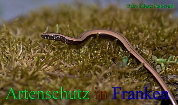 Copyright AiS-Klaus Sanwald Bild zum Eintrag (1034231-160)