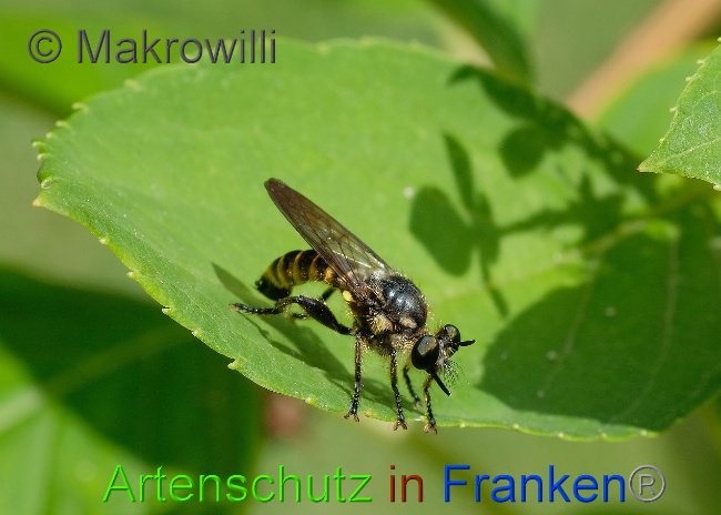 Bild zum Eintrag (1034697-160)
