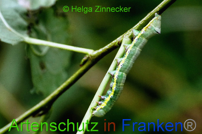 © Artenschutz in Franken® / Helga Zinnecker Bild zum Eintrag (1034724-160)