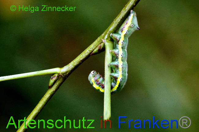 © Artenschutz in Franken® / Helga Zinnecker Bild zum Eintrag (1034725-160)