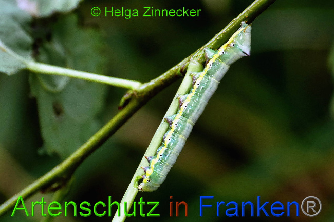 © Artenschutz in Franken® / Helga Zinnecker Bild zum Eintrag (1034726-160)